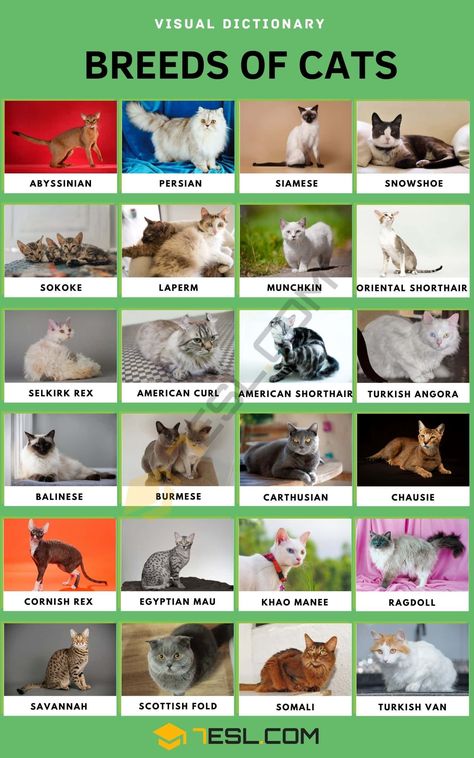 Types Of Cats Breeds, Cat Breeds List, Cat Breeds Chart, Breeds Of Cats, Cat Races, All Cat Breeds, Purebred Cats, Rare Cat Breeds, Popular Cat Breeds