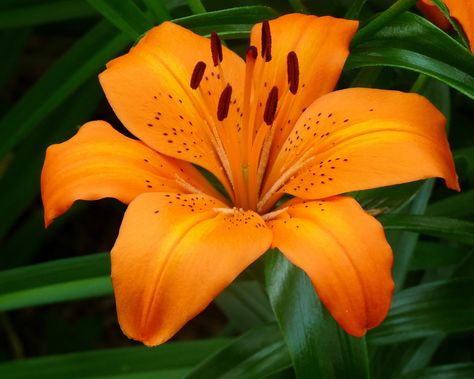 orange lily - for bridesmaid flower bouquet Flowers Name In English, Orange Lily Flower, Tiger Lily Flowers, Goats Beard, Orange Lily, Flower Therapy, Orange Flower, Bridesmaid Flowers, Tiger Lily