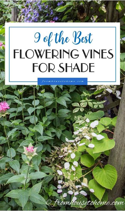 Flowering Vines For Shade (9 Perennial Climbers That Won't Take Over Your Garden) | Gardening Shade Vines, Vines For Shade, Partial Shade Perennials, Perennial Flowering Vines, Perennial Garden Plans, Fall Perennials, Shady Garden, Shade Loving Perennials, Climbing Flowers