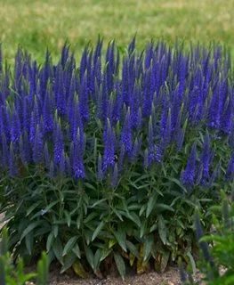 Veronica Plant, Summer Blooming Flowers, Blue Plants, Alpine Plants, Magic Show, Proven Winners, Blooming Plants, Flowering Shrubs, Perfect Garden