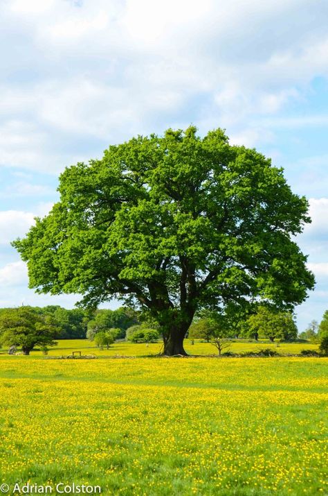 Beautiful Tree Photography, British Trees, Tree Reference, Huge Tree, Tree Photos, Art For Walls, Ancient Trees, Walls Art, Mighty Oaks