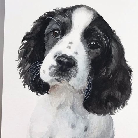 Emily Olson on Instagram: “English Springer Spaniel puppy, 5x7” on Fabriano Artistico 140lb cold pressed paper, @richeson #greymattersbrushes and…” Springer Spaniel Tattoo, Spaniel Tattoo, Springer Spaniel Black, Tattoo English, Springer Spaniel Puppy, English Springer Spaniel Puppy, Black Cocker Spaniel, Springer Spaniel Puppies, Spaniel Art