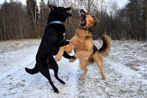 Aggression and dogs and what to do about it Dogs Fighting Wireless Dog Fence, Dog Steps, Dog Exercise, Aggressive Dog, Dog Parents, Two Dogs, Mouse Mat, Dog Park, Dog Behavior