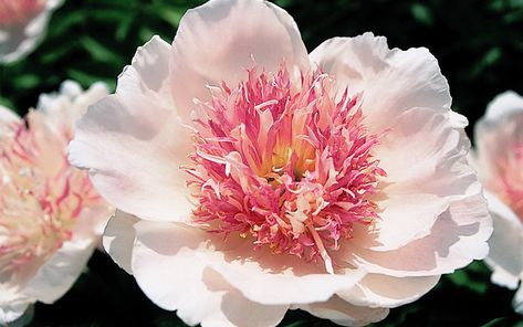 How to Grow Peony Flowers Peony, Paeonia Lactiflora, Song Sparrow, Growing Peonies, English Gardens, Anemone Flower, Peonies Garden, Shell Pink, Painting Subjects