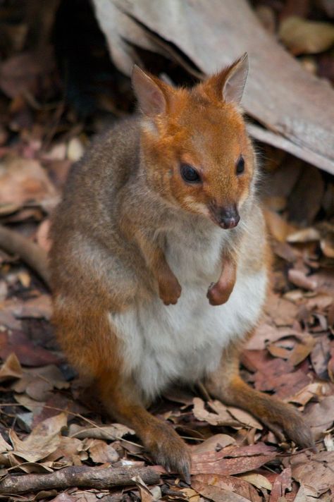 Red-Legged Pademelon Australian Mammals, Aussie Animals, Australian Fauna, Felt Animal Patterns, Animal Humor, Australia Animals, Nature And Wildlife, Australian Flora, Australian Wildlife