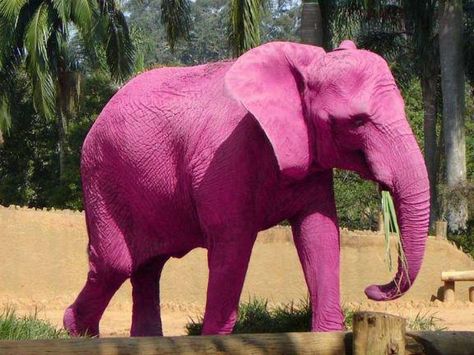 AMAZING PINK ELEPHANTS :-    Pink elephants can be found in some regions of India. Because of the red soil, elephants take on a permanent pink color because they spray dust over their bodies to protect themselves from insects. Tout Rose, Elephant Pictures, Elephants Photos, I Believe In Pink, Elephant Love, Rare Animals, Elephant Art, Pink Panthers, Tickled Pink