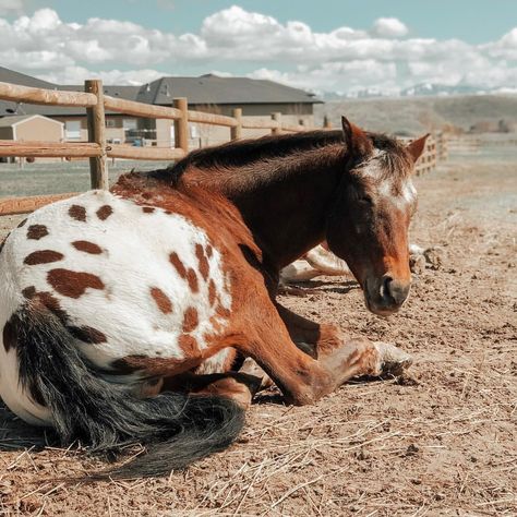 Appaloosa Aesthetic, Horse Pfp Aesthetic, Appaloosa Horse Aesthetic, Horse Pfp, Beautiful Horses Wild, Horse Senior Pictures, Western Horses, Pictures With Horses, Cute Horse Pictures