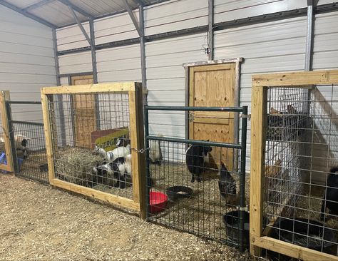 Metal Goat Shed, Goat Stalls In Barn, Goat Stalls, Goat Shed, Barn Remodel, Barn Layout, Stall Fronts, Barn Stalls, Goat House