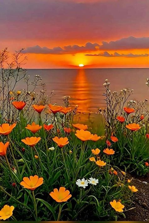 California Poppies At Sunset 💗 Scenic Places, California Poppies, Good Morning Beautiful Images, Trending Pins, Pretty Landscapes, Beautiful Images Nature, Beautiful Flowers Pictures, Beautiful Nature Wallpaper, Summer Wallpaper