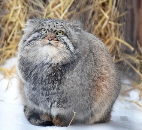 Manul Cat, Small Wild Cats, Pallas's Cat, Cat Species, Exotic Cats, Haiwan Peliharaan, Cute Little Animals, Beautiful Cats, 귀여운 동물