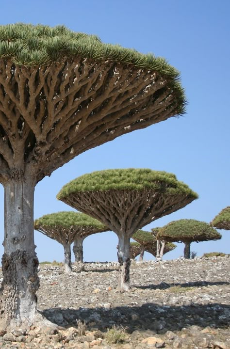 Socotra Island Yemen, Dracaena Cinnabari, Socotra Island, Dragon Blood Tree, Weird Trees, Red Desert, Sequoia Tree, Socotra, Amazing Trees