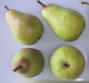 Your independent guide to pear tree Beth Planting Onion Sets, Ornamental Pear Tree, Pear Varieties, Cook Skins, Growing Blackberries, Pear Cider, Bartlett Pears, Planting Onions, Runner Beans