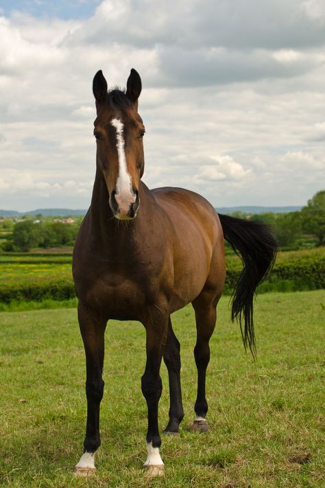 Horses Thoroughbred, State Animals, Pinto Horses, American Saddlebred, Appaloosa Horses, Thoroughbred Horse, Funny Animal Quotes, Marine Mammals, Appaloosa