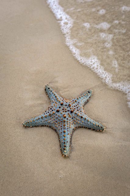 Starfish Aesthetic, Starfish Pictures, Sea Life Photography, Starfish Species, Sea Starfish, Venice Florida, Sea Stars, Stella Marina, Florida Hotels