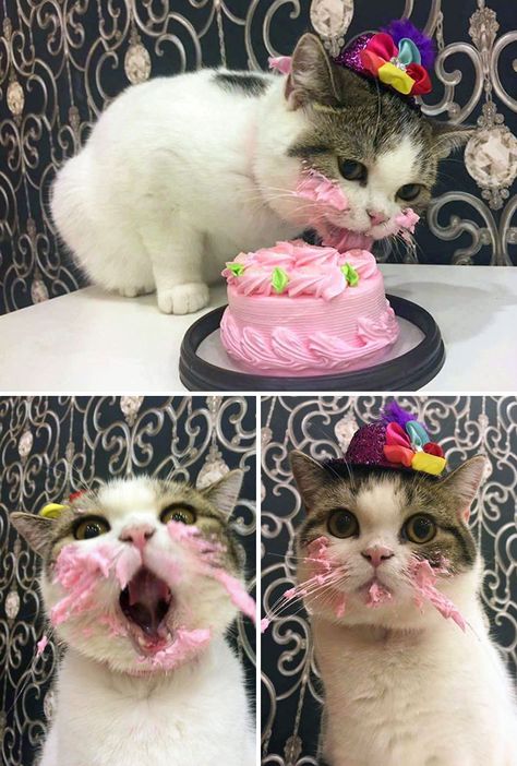 Cat Birthday Funny, Birthday Kitty, Birthday Cake For Cat, Birthday Cat, Foster Kittens, Little Kittens, Cat Birthday, Funny Cat Pictures, It's Your Birthday