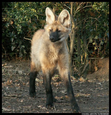 Maned Wolf Aesthetic, Maned Wolf Therian, Maned Wolves, Pup Play, Wolf Pups, Wolf Puppy, Maned Wolf, Tattoo Nature, Wolf Pup