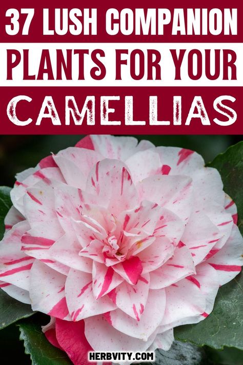 Camellias, as well as many other flowers and plants, thrive when they are supported by a companion planting scheme. Consider using these 37 lush companion plants for camellias to create an ideal outdoor living area that looks great and is healthy for your garden. Camellia Companion Plants, Espalier Camellia, Carex Plant, Camelia Tree, Fern Planters, Plant Tips, Planting Pot, Companion Plants, Foundation Planting