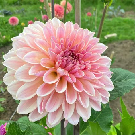 Beauty Queen dahlia 🩷 #dahliabeautyqueen #beautyqueendahlia #dahlias #dahlia #dahlialove #dahliagarden Delilah Flower, Dahlia Bouquet, Dahlias Garden, Pink Dahlia, Dahlia Flower, Beauty Queen, Beauty Queens, Pink Flower, Dahlia