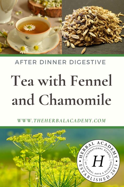 After-Dinner Tea Recipe: Chamomile, Fennel, and Orange | Herbal Academy | Help your body by harnessing the digestive benefits of fennel tea to combat the less than ideal side effects of a rich and varied diet. Fennel Tea Benefits, Chamomile Recipes, Benefits Of Fennel, Tea Blends Recipes, Teas Recipes, Tea For Digestion, Fennel Tea, Herbal Academy, Fennel Recipes