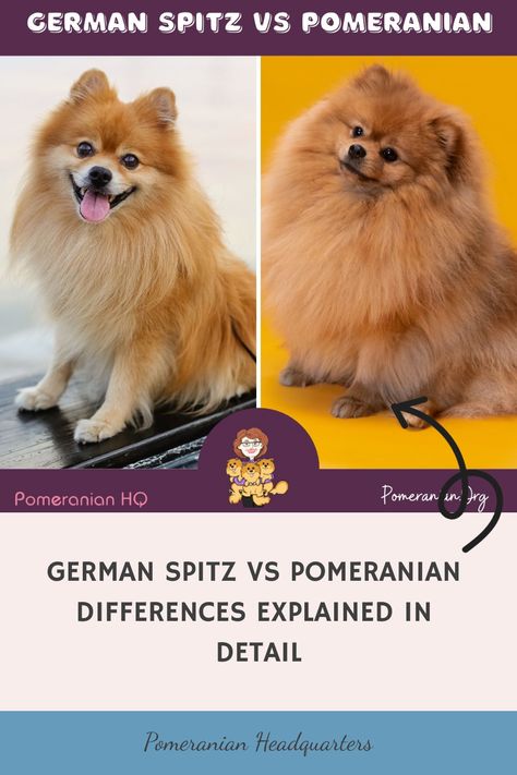 German Spitz vs Pomeranian. Details of the differences between the Pomeranian and other German Spitz dog breeds. Why do some Pomeranians look more like the German Spitz? Tri Color Pomeranian, Pomeranian Grooming Styles, Fox Face Pomeranian Haircut, Fox Pomeranian, German Spitz Dog, Spitz Dog Breeds, Pomeranian Training, Pomeranian Colors, Spitz Breeds