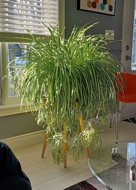 How to Make a Spider Plant Bushier & Lush: 8 Tricks | Balcony Garden Web Houseplant Containers Ideas, Indoor Plant Design Ideas, How To Transport Plants When Moving, Fertilizer For Water Plants, How To Display Plants Indoors, Easy Indoor Plants For Beginners, Spider Plants Indoor, Inch Plant Care, Spider Plant Care Indoor