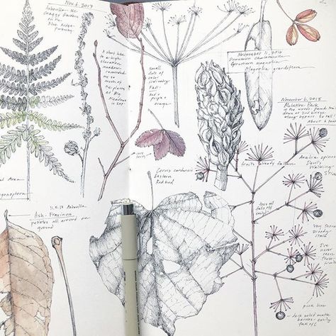 Lara Gastinger (she/her) (@laragastinger) • Instagram photos and videos Ant Drawing, Fringe Tree, Diy Nature, Botanical Sketchbook, Nature Sketch, Journal Vintage, Garden Journal, Watercolor Sketchbook, Sketchbook Pages