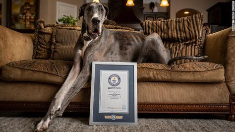 Zeus, a Great Dane from Texas, is the world's tallest dog - CNN Gentle Giant Dogs, Great Dane Names, العصور الوسطى, Miniature Australian Shepherd, Tallest Dog, Giant Dogs, Guinness World Records, American Kennel Club, World Record