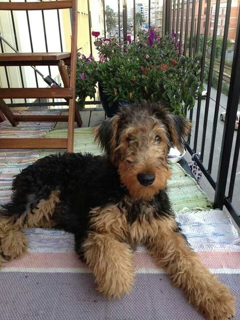 Airedale Terrier Pup♡ Welsh Terrier Puppy, Airdel Terrier, Airedale Terrier Puppies, English Terrier, Airedale Dogs, Airedale Terriers, Welsh Terrier, Irish Terrier, Wire Fox Terrier