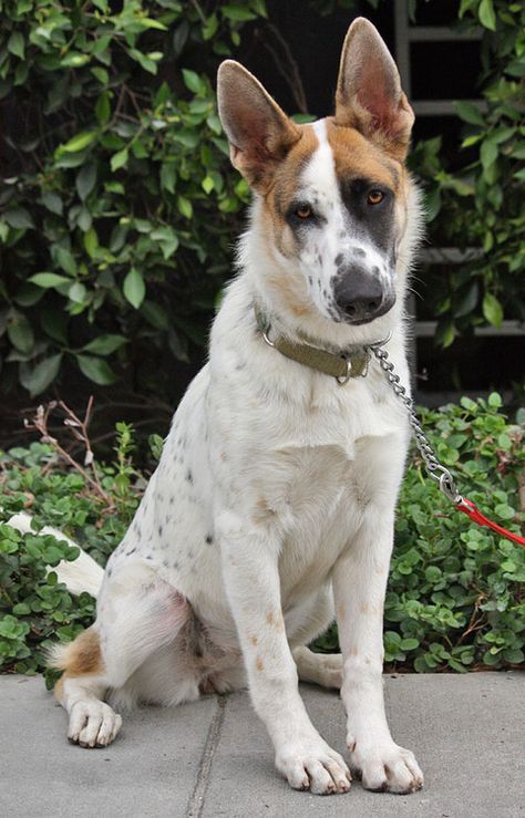 German shepherd with the "panda" markings. Panda German Shepherd, Unusual Dog Breeds, German Shepherd Rescue, Rare Dogs, Rare Dog Breeds, German Shepards, Coban, Love My Dog, Pretty Dogs