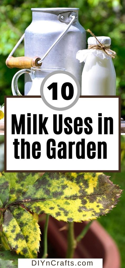 Don't miss these ways to use milk in your garden! 10 unique ways that are sure to make your garden thrive this year! These hacks are a great way to build a strong healthy garden while using natural supplies you already have on hand! Milk And Water For Plants, Milk On Plants, Milk For Plants, Natural Fertilizer For Garden, Homemade Plant Fertilizer, Outdoor Porches, Gardening Australia, Milk Plant, Plant Fertilizer