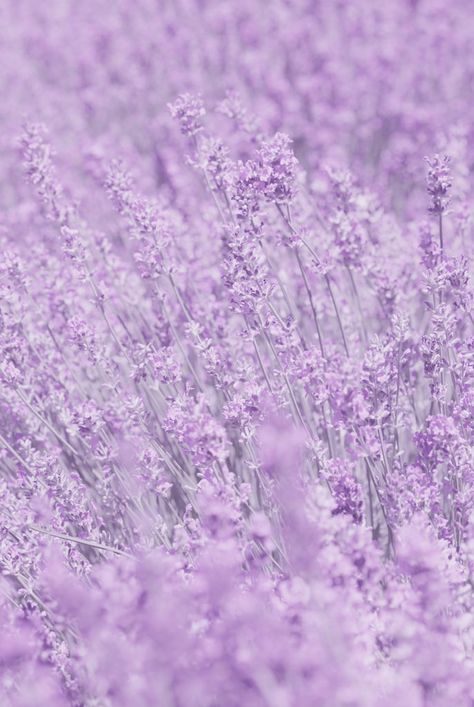 Whisper in Purple (by Pink Sherbet Photography) Mobil Design, Light Purple Wallpaper, Light Purple Flowers, Violet Aesthetic, Purple Flowers Wallpaper, Purple Vibe, Lavender Aesthetic, Purple Wallpaper Iphone, Rainbow Aesthetic