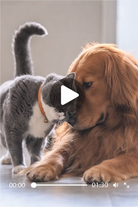 Try not to laugh - Tiktok 2021 #cutedogs #cutecats #funnydogs #funnycats #tiktok #trynottolaugh #funnypet #cutepet #puppies #kittens Try Not To Laugh Animals, Unusual Animal Friendships, Braids For Medium Length Hair, Animals Friendship, Unusual Animals, Crazy Hair Days, Hairstyles For Medium Length Hair, Medium Length Hair, Try Not To Laugh