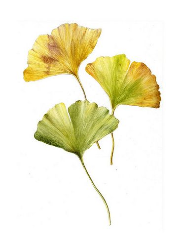 Ginkgo leaves | Marianne Grundy-van Es | Flickr Gingko Leaves, Ginkgo Leaves, Leaf Images, Leaf Drawing, Watercolor Plants, Ginkgo Leaf, Painted Leaves, Watercolor Leaves, Botanical Drawings