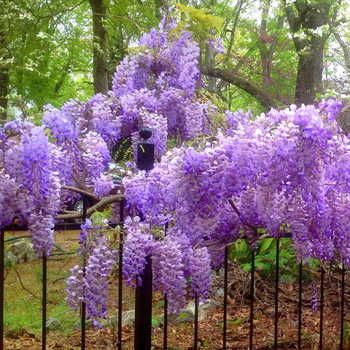 A constant inclusion on lists of Blue Moon Wisteria, Planting Zones, Blue Wisteria, Chinese Wisteria, Wisteria Sinensis, Seed Garden, Wisteria Plant, Wisteria Vine, Wisteria Tree