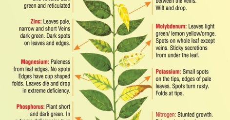 Plant Deficiencies, Mango Plant, Veggie Tales, Plant Nutrients, Nutrient Deficiency, Leaf Coloring, Plant Pictures, Plant Growth, Dark Spots