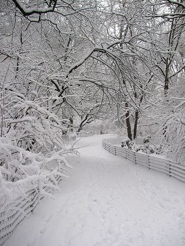 Winters Tafereel, Beautiful Winter Scenes, Winter Love, Winter Magic, Winter Scenery, Winter Beauty, Snow Scenes, Snowy Day, Winter Pictures