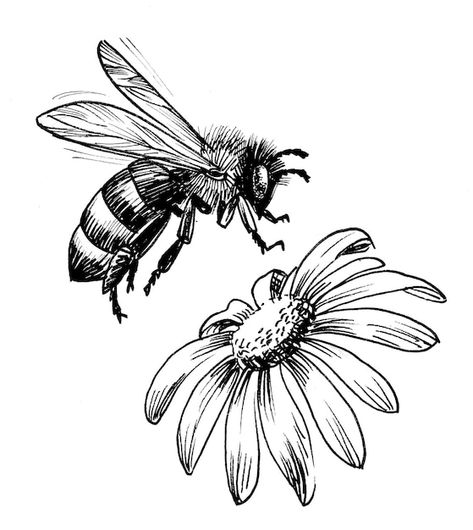 Bee And Flower Drawing, Draw Bee, Flying Honey Bee, Honey Bee Drawing, Bee Sketch, Black And White Bee, Blossoming Flower, Bee Artwork, Bee And Flower