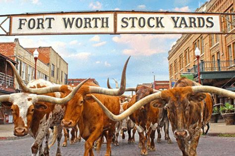 Hang out at the Stockyards, discover the hidden gems and maybe even win big! Fort Worth Stockyards, Only In Texas, Usa Pictures, Longhorn Cattle, Cattle Drive, Western Town, Bull Riding, The Fort, Texas Travel