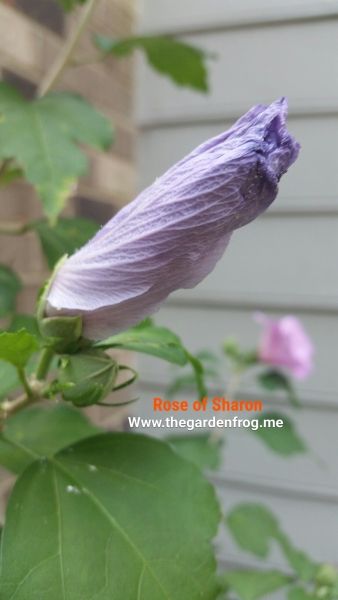 Rose Of Sharon Tree, Rose Of Sharon Bush, Gardenia Care, The Rose Of Sharon, Garden 101, Growing Hibiscus, Hibiscus Syriacus, Pruning Roses, Bushes And Shrubs