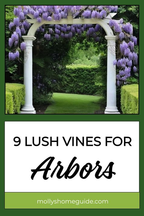 Discover a collection of the Best Vines for your arbor, pergolas, arches, and trellises! Elevate your garden with blooming beauties and graceful climbers. Create vertical interest using elegant climbing plants to add charm to your outdoor space. Explore grape vine trellis ideas and rustic trellis designs for a touch of natural allure. Find inspiration for garden arbors that will transform your landscape into a serene oasis. Grape Vine Trellis Ideas, Vine Trellis Ideas, Wisteria Trellis, Rustic Trellis, Grape Vine Trellis, Vine Trellis, Arbors Trellis, Trellis Ideas, Climbing Flowers