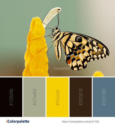 Color Palette ideas #icolorpalette #colors #inspiration #graphics #design #inspiration #beautiful #colorpalette #palettes #idea #color #colorful #colorscheme #colorinspiration #colorcombinations #colorcombos Monarch Butterfly Color Palette, Color Catalog, Mood Colors, Butterfly Images, Nature Color Palette, Find Color, Color Balance, Design Seeds, Color Palette Design