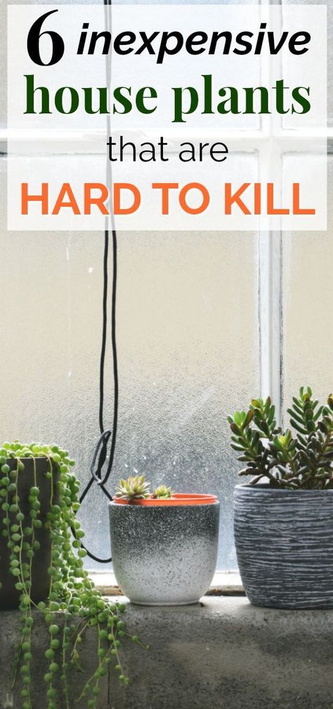 6 Fun and Hard-to-Kill House Plants | This post about six of the easiest house plants to care for is SO helpful! I love that they're all inexpensive, easy to care for, and you can even get them on Amazon! She shares the health benefits of having indoor plants, and how to care for each plant. Definitely pinning! #green #healthyliving #wellness #plants Easy Plants To Grow Indoors, Easiest House Plants, Simple Garden Furniture Ideas, Plants To Grow Indoors, Easy House Plants, Easy Plants To Grow, Hanging Plants Indoor, Plants To Grow, Growing Plants Indoors