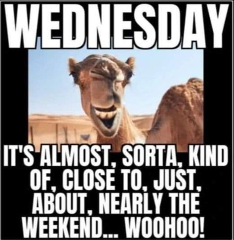 Hump Day Quotes Funny, Funny Wednesday Quotes, Wednesday Hump Day, Hump Day Humor, Wednesday Humor, Happy Day Quotes, Good Morning My Friend, Workplace Humor, Happy Wednesday Quotes