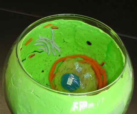 Plant cell in a fish bowl, 2010. Animal Cell Model, Plant Cell Project, Cell Model Project, Plant Cell Model, Animal Cell Project, Cell Project, 3d Cell, Science Cells, Plant Cells