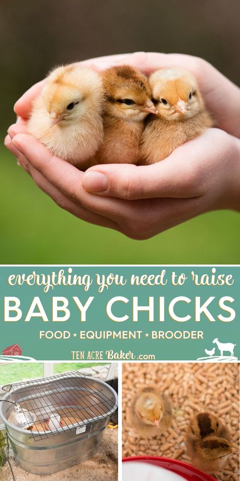 Baby Chick Checklist, Chicken Accessories Ideas, Caring For Baby Chicks, Indoor Chicken Pet, Raising Chicks Week By Week, Chick Starter Guide, Diy Baby Chick Cage, Raising Chicks For Beginners, How To Care For Baby Chicks