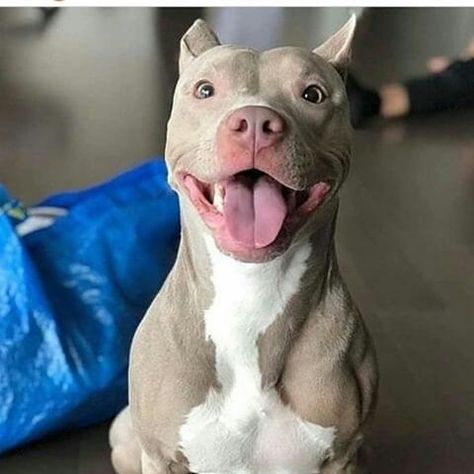 cute pitbull pictures (@cutepitbullpictures) • Instagram photos and videos Smiling Pitbull, Pittie Puppies, Cute Pitbulls, Pitbull Lover, Pitbull Puppies, Sweet Dogs, Cute Dogs And Puppies, Pitbull Dog, Pitbull Terrier