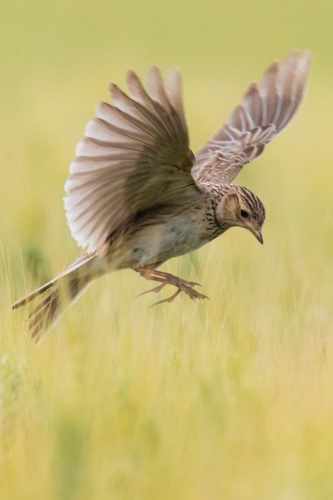 Natural Playground, Time To Move On, Skylark, White Eyes, Swallows, Mosaic Designs, Hawaiian Islands, The Soil, Black Bird