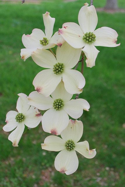 Dogwood Is just part of who we are. We see it as a "Christ Flower" - the four petals represent the cross, the staining of the edge represents His blood shed for us, and the spikes in the center represents the nails. We love our Lord. North Carolina State Flower, Dogwood Tattoo, Dogwood Flower Tattoos, Four Petal Flower, Flowering Dogwood, Pretty Tattoo, Dogwood Blooms, Dogwood Tree, Garden Tattoo