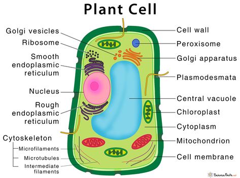 Plant Cell – Structure, Parts, Functions, Types, and Diagram Plant Cell Diagram, Cell Diagram, Plant Cell, I Hope