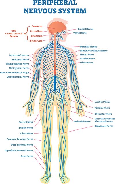 Nervous System Anatomy, Femoral Nerve, Medical Vector, Radial Nerve, Sensory Nerves, The Peripheral, Median Nerve, Peripheral Nervous System, Medical Health Care